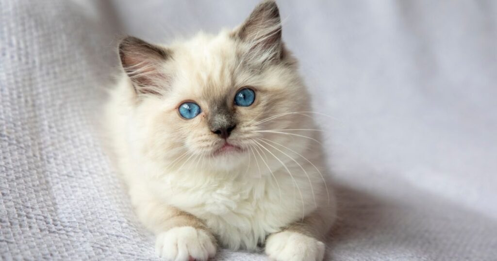ragdoll kitten