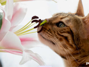 cat smelling a poisonous lily flower
