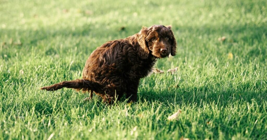 small brown curly haired puppy going poop in a field
