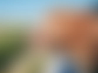 dog with its head out the window on the way to the vet