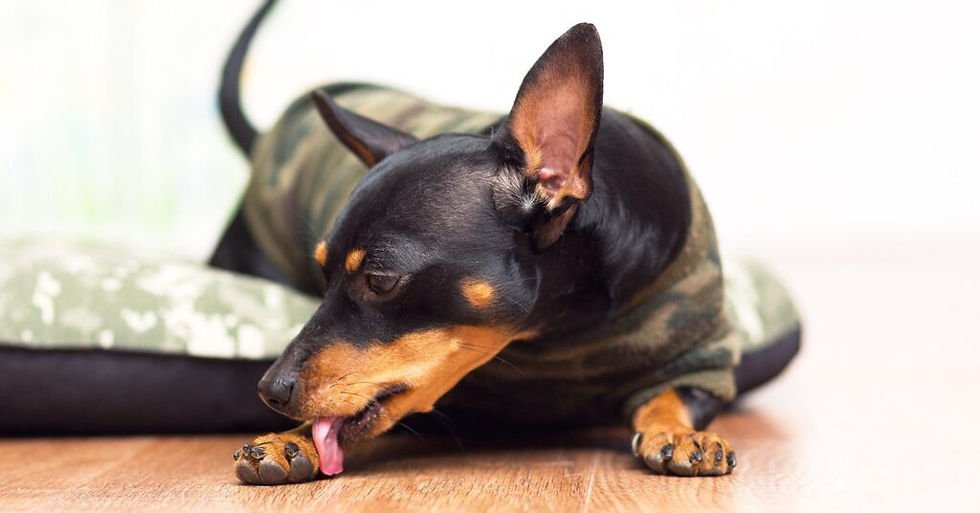 Treating cuts and scrapes: Can you use Neosporin on a dog? 