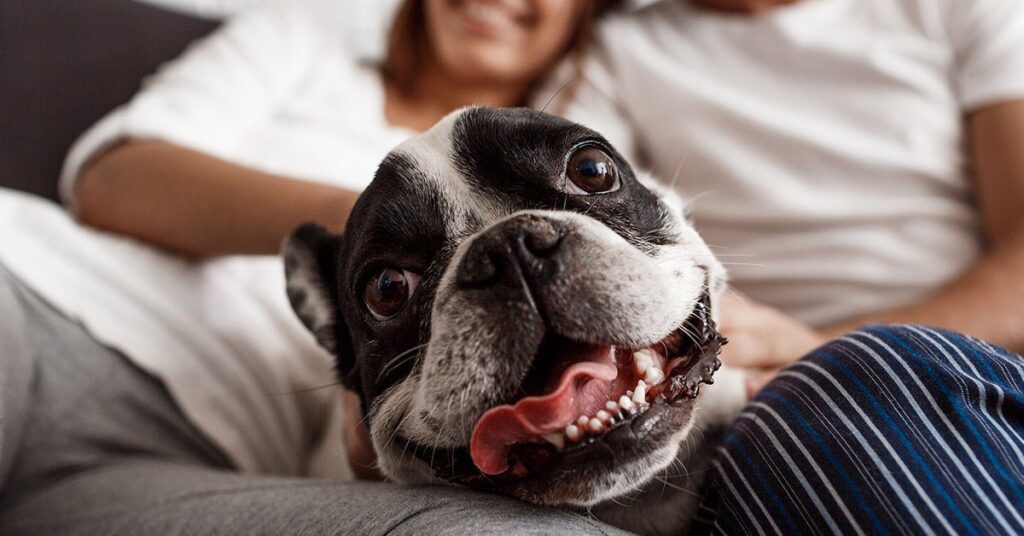 french-bulldog_should-i-get-a-dog