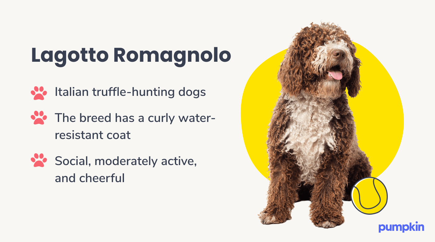 Lagotto Romagnolo dog breed