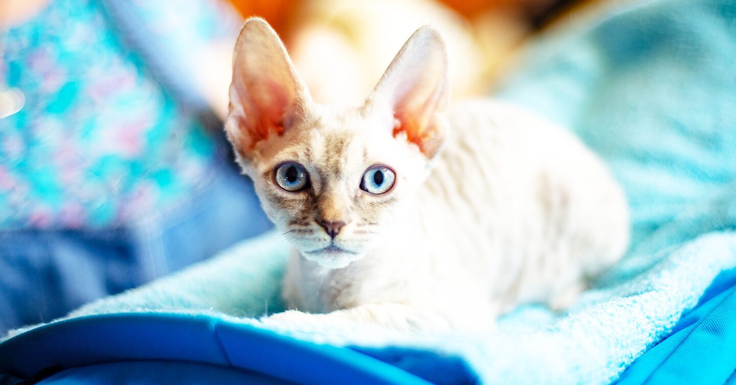 A Cornish Rex cat with blue eyes and big ears on a blue cat bed