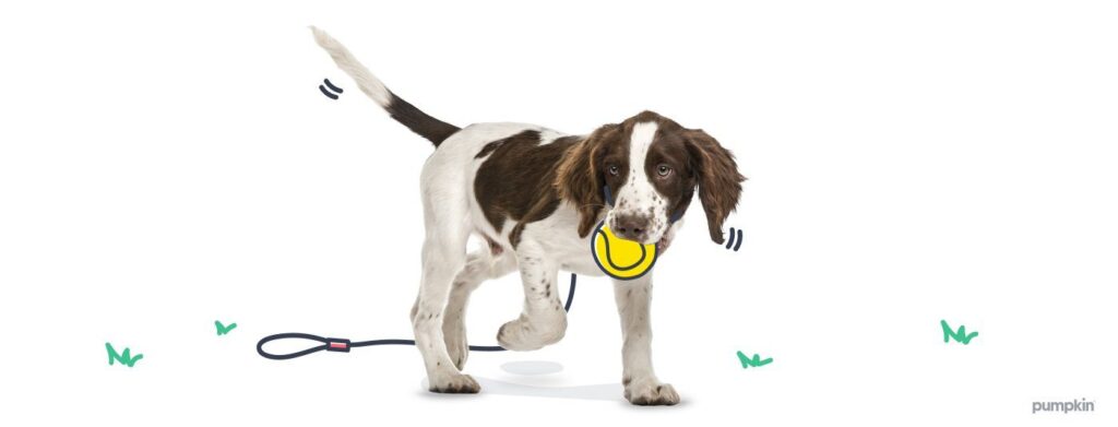 dog-exercising_dog-health