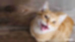 Why Does My Cat Meow So Much?
