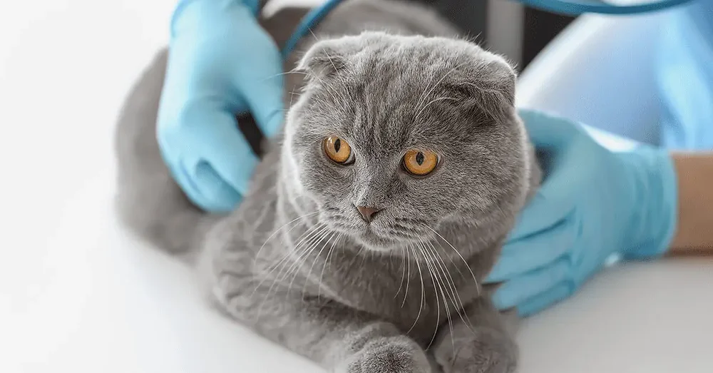 Signs of Congestive Heart Failure in Cats: Key Symptoms to Watch