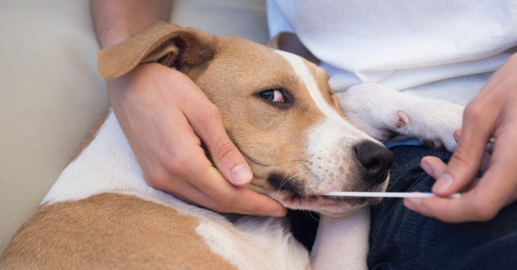 cheek-swab-for-dog_dog-dna-test