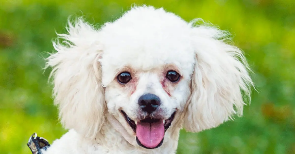 close-up portrait of a maltese dog