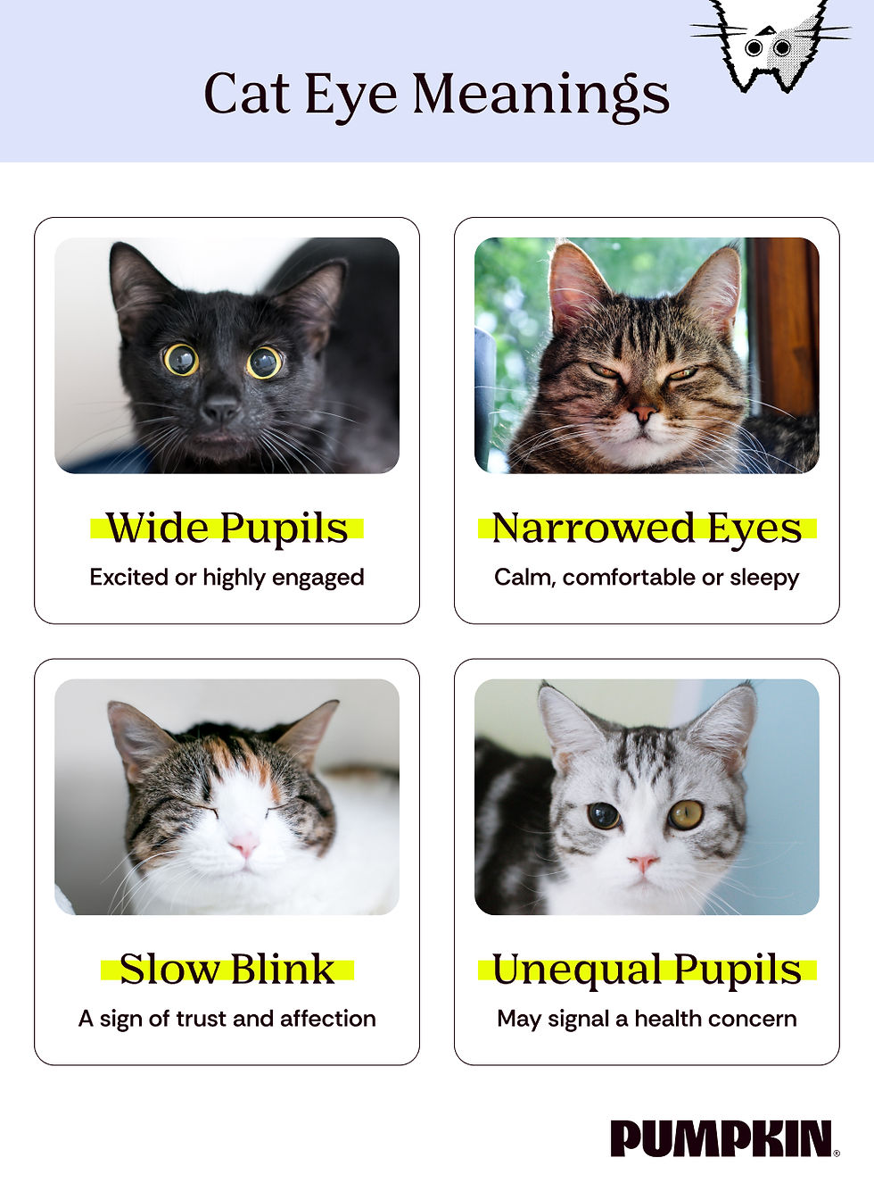 Cat-eye meanings infographic with four cat photos: wide pupils, narrowed eyes, slow blink, and unequal pupils; PUMPKIN logo at bottom.
