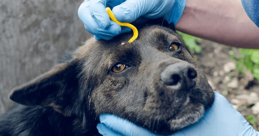 A person removing a tick from a dog