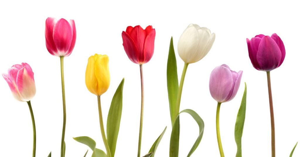 seven multi-colored tulips in a row