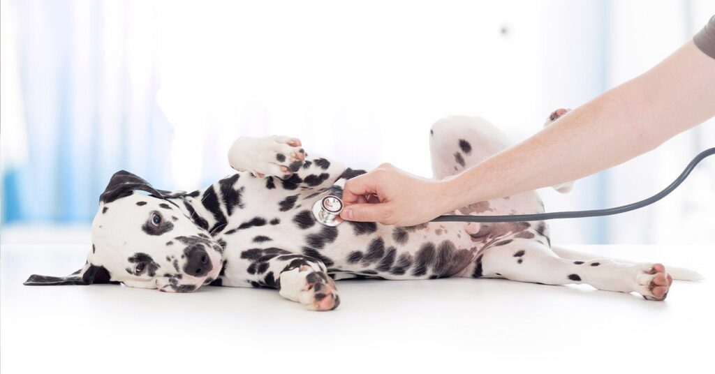 Dalmatian puppy lies on a table, belly up, as a vet uses a stethoscope. Bright room with soft blue and white hues, creating a calm mood.