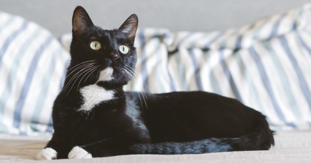 tuxedo cat looking alert domestic shorthair
