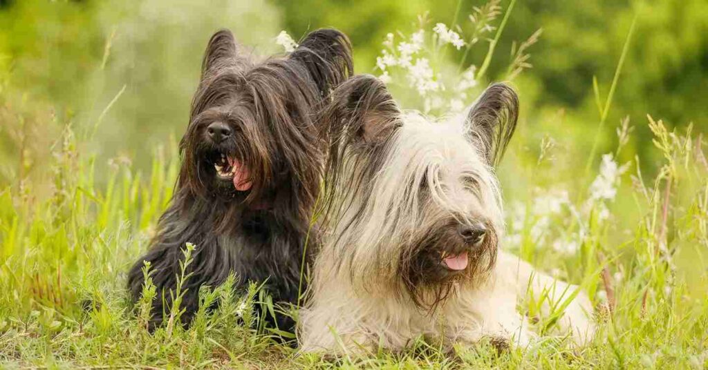 Two Skye Terriers in the wilderness