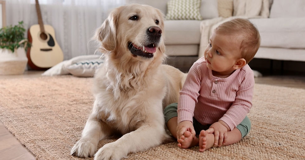 How To Introduce Your Baby To Your Dog