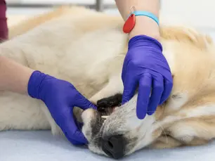 dog being examined by vet with pale gums