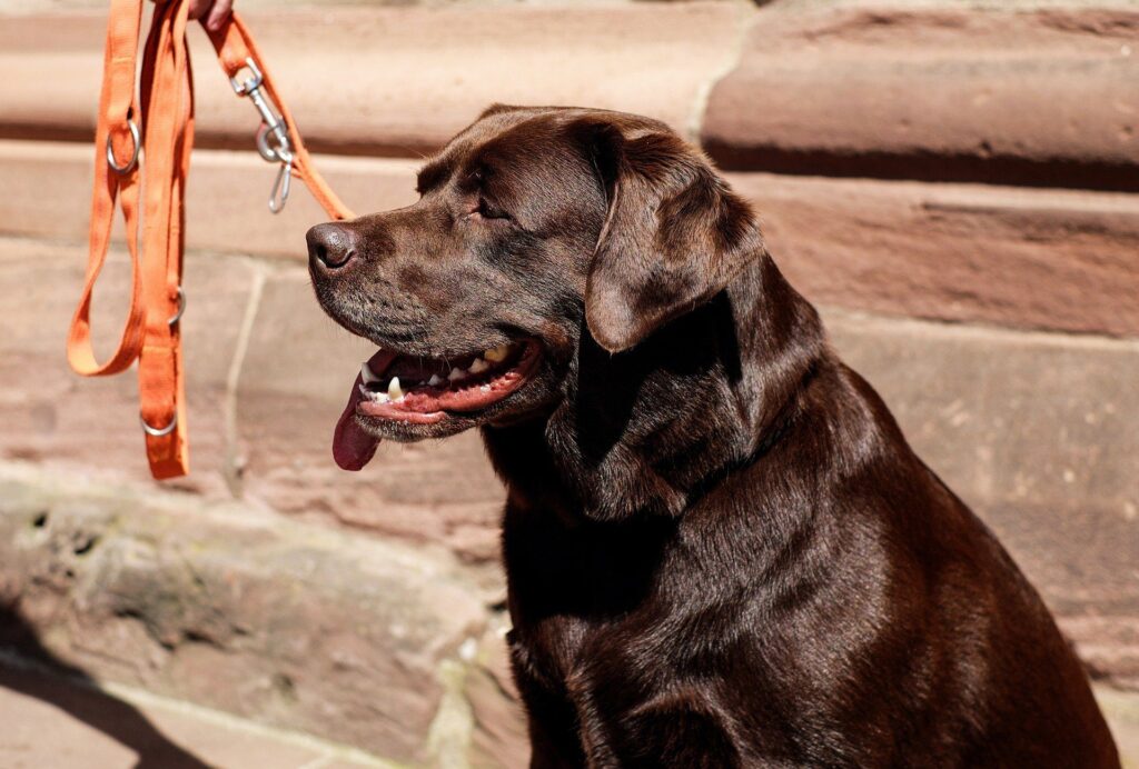 labrador-retriever_easiest-dogs-to-train