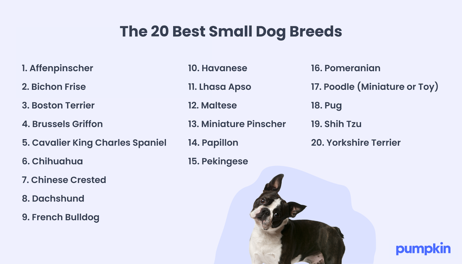 infographic with a list of the 20 best small dog breeds
