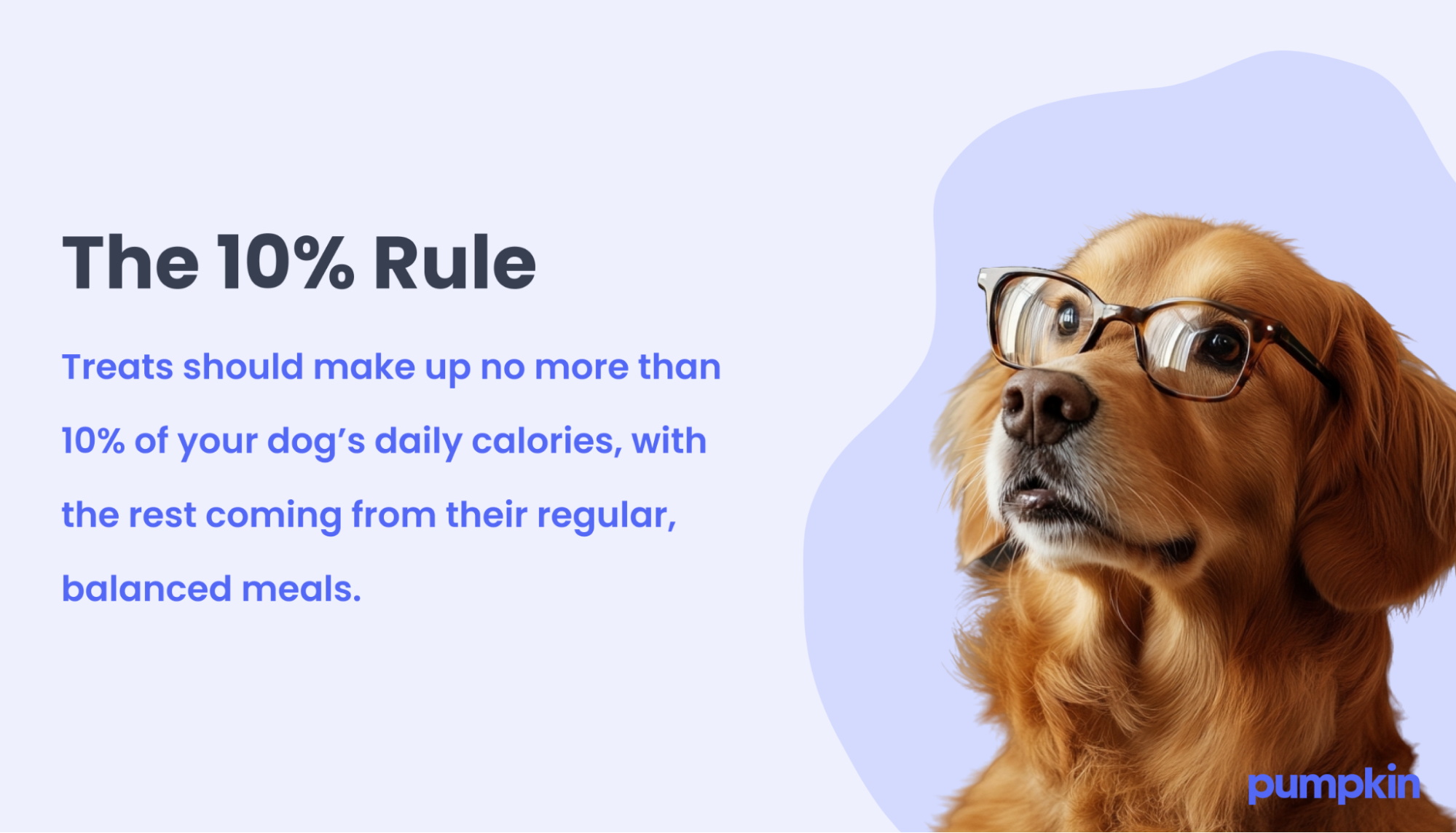 infographic featuring golden retriever in glasses; text reads 'The 10% rule, Treats should make up no more than 10% of your dog's daily calories, with the rest coming rom their regular, balanced meals.'