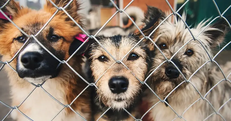 How To Help Animals In Need This Holiday Season and Beyond