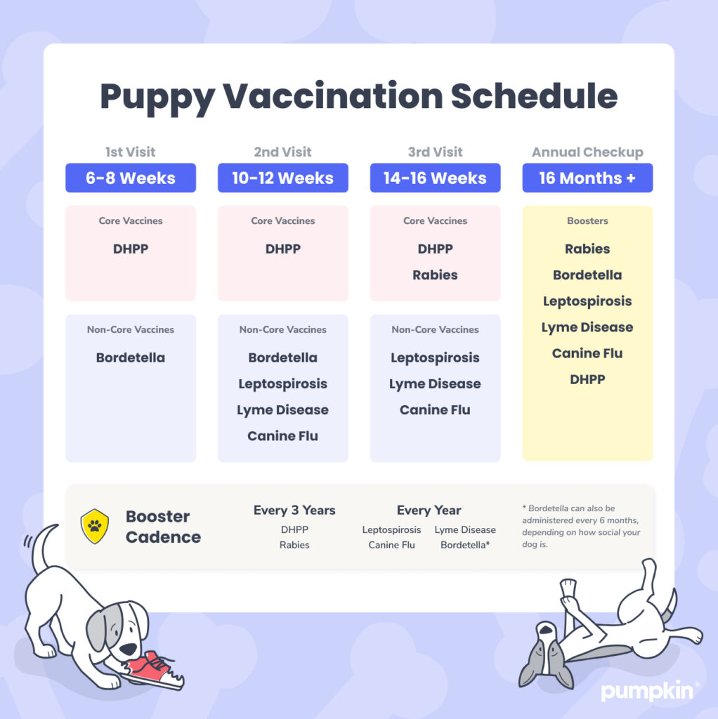 infographic with table showing the puppy vaccination schedule from 6 weeks to 16 months