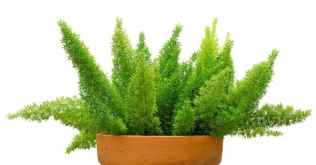 an asparagus fern in a brown planter