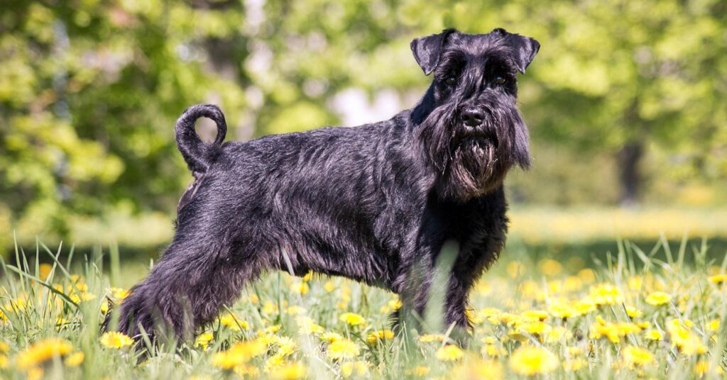 standard-schnauzer_hypoallergenic-dogs