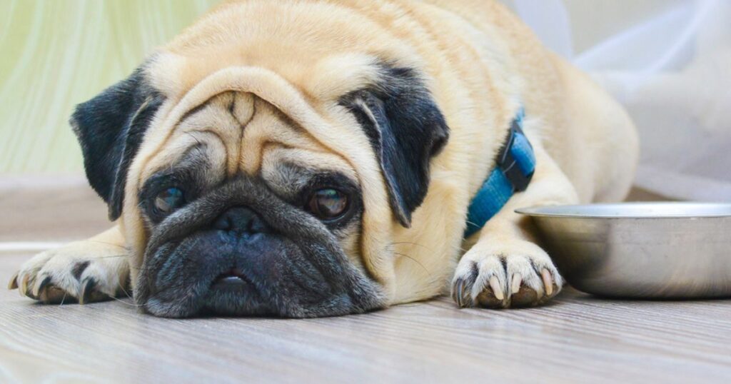 wrinkly pug laying down next to his bowl