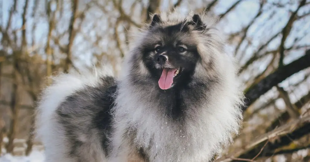 a happy keeshond dog with a gray coat