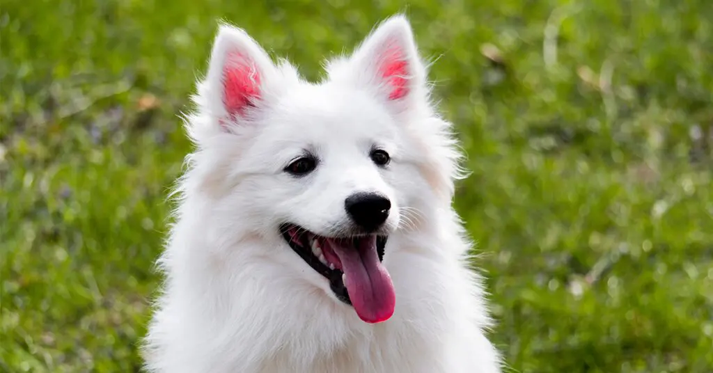 an american eskimo dog in a field
