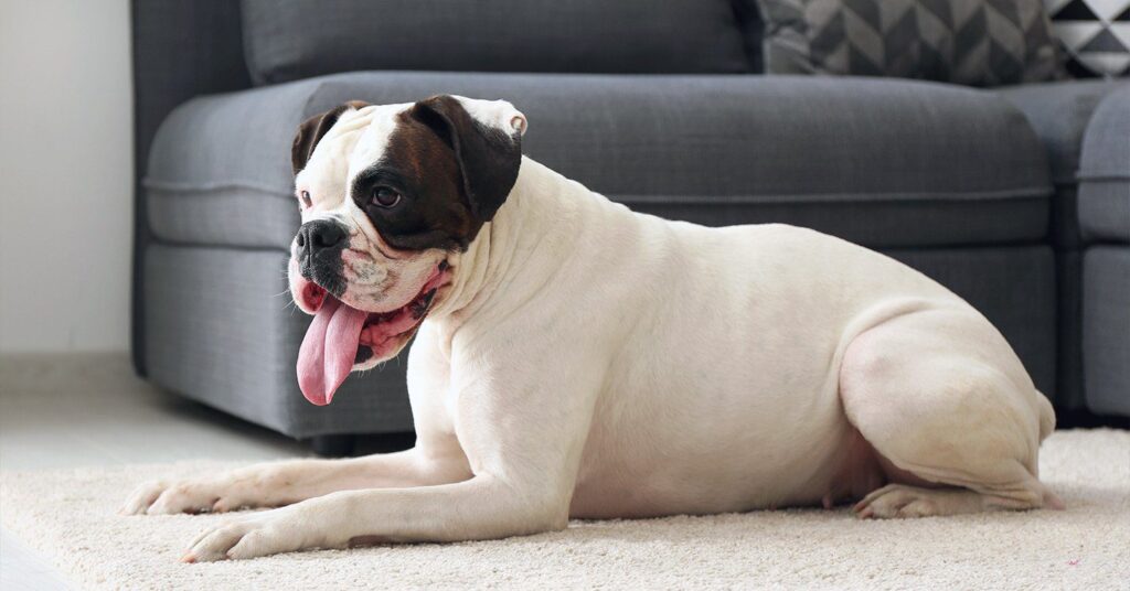 boxer_easiest-dogs-to-train