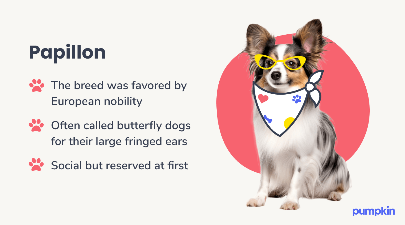 Papillon dog breed