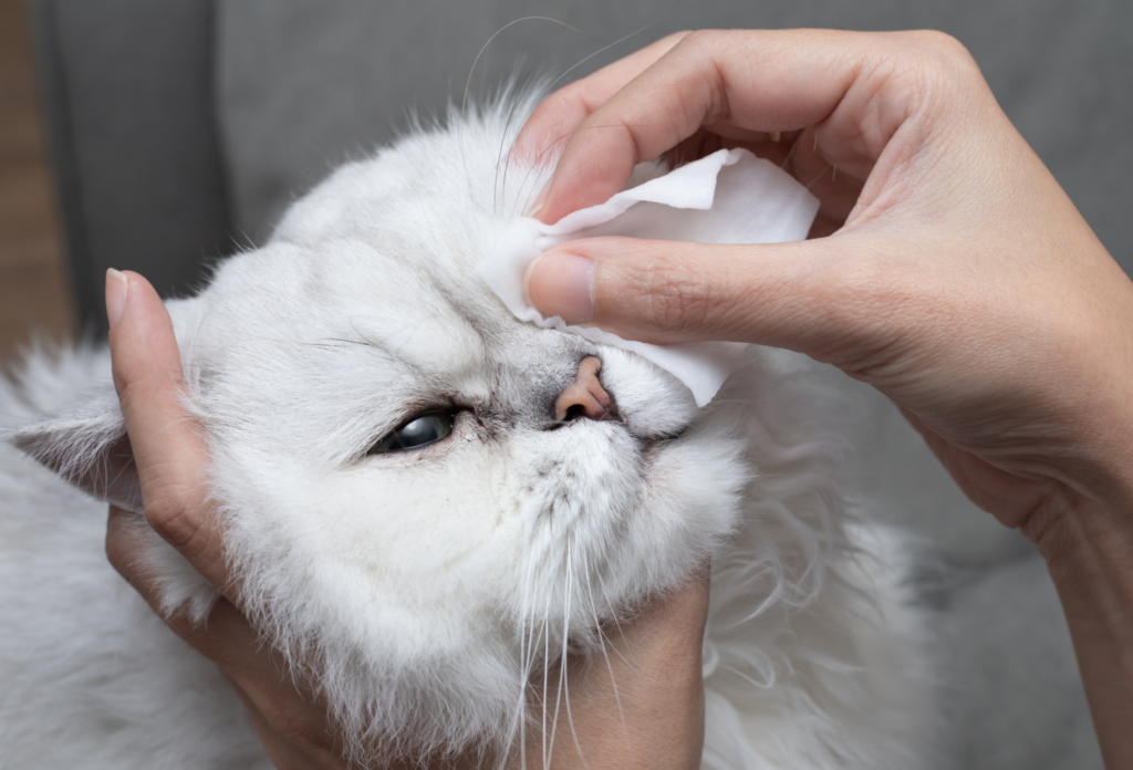 close-up view of person wiping a cats eye with cotton cloth