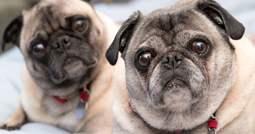 two sweet apricot pugs with large puppy-dog eyes
