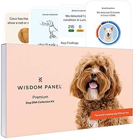 wisdom-panel_dog-dna-test