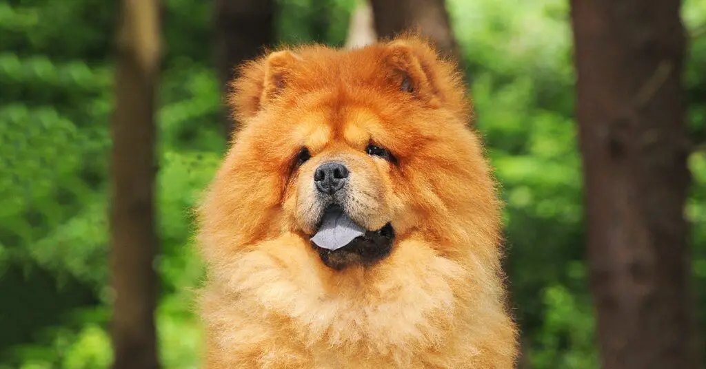 an extra-fluffy chow chow dog