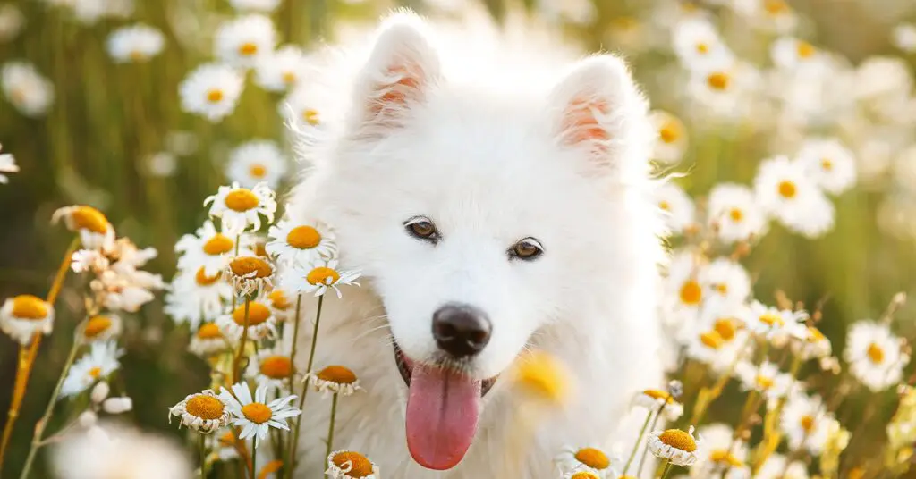 a smiling samoyed in a field of flowers