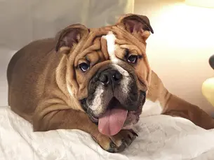 Badass bulldog