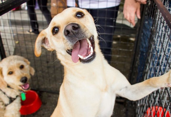 dog sticking tongue out