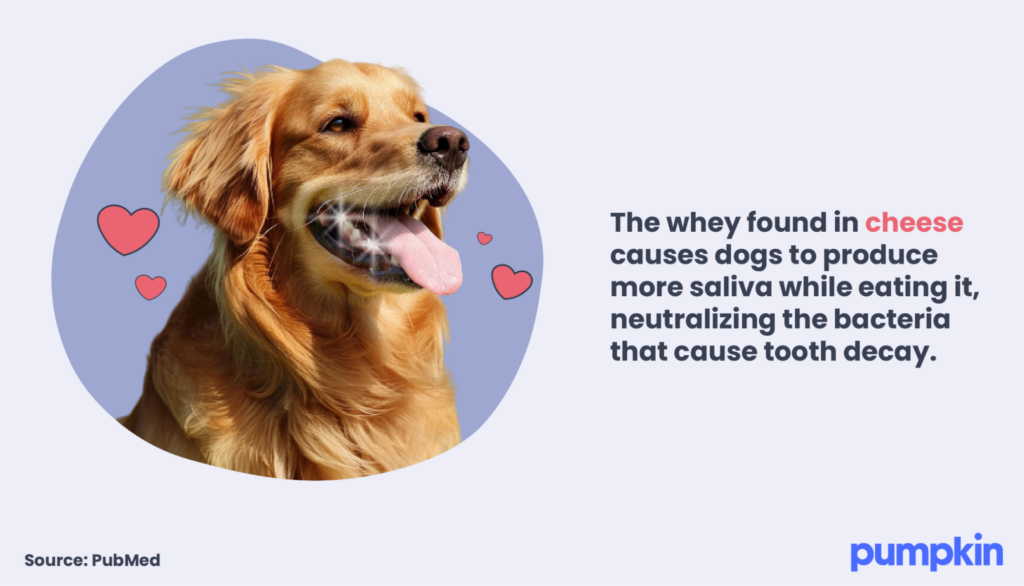 Picture of a dog with sparkling teeth and the text: 'The whey found in cheese causes dogs to produce more saliva while eating it, neutralizing the bacteria that cause tooth decay.'