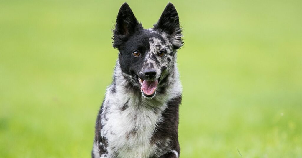 mudi_rare-dog-breeds