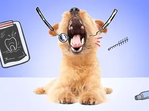 small puppy with its mouth open showing teeth while dental exam tools float around its head