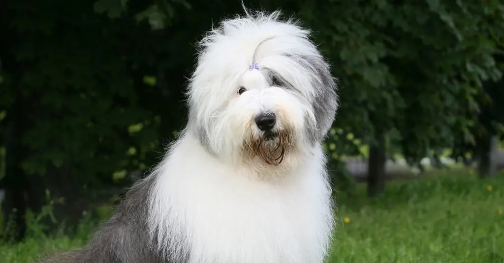 an old english sheepdog sitting outside