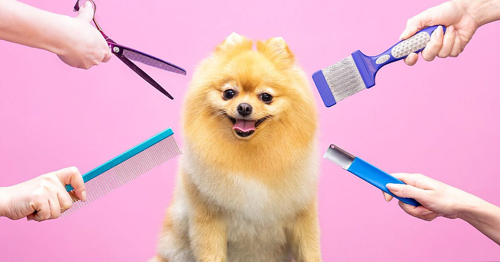 The Top 10 Dog Hairstyles