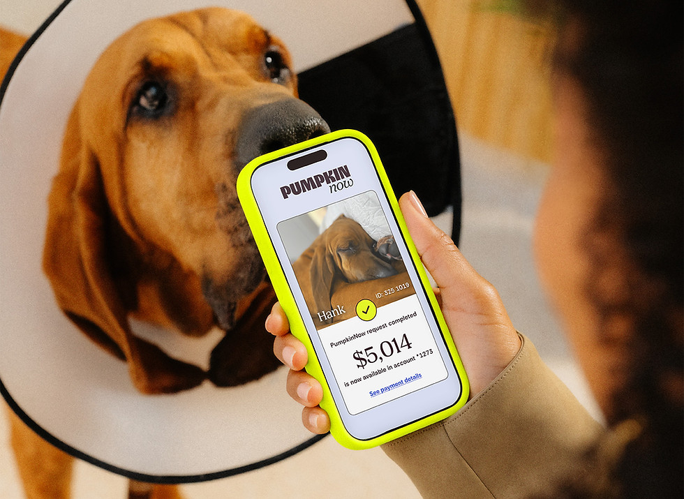 hound mix dog looking up a parent holding phone submitting a pumpkin now pet insurance claim at the vet