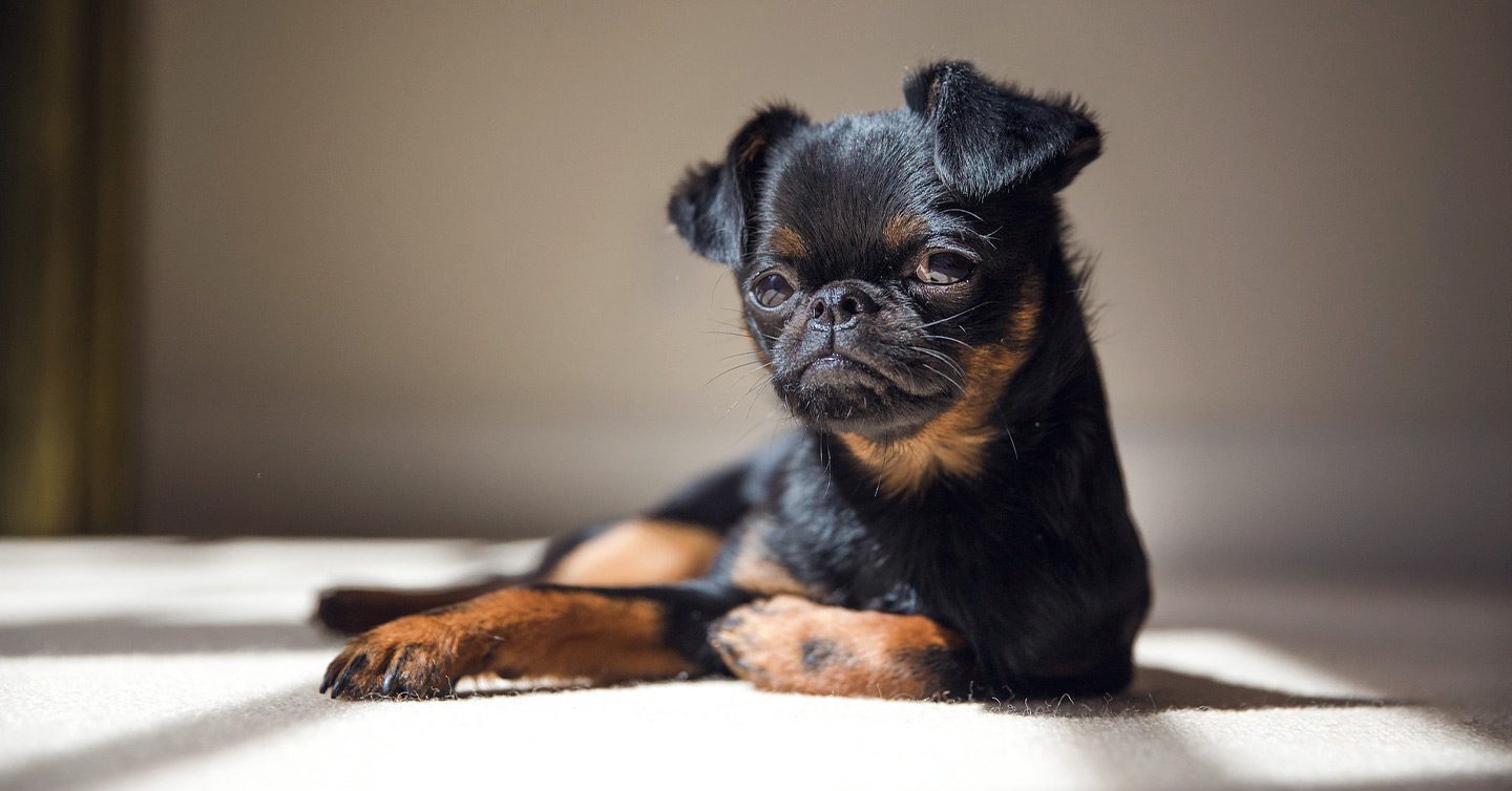 very small brussels griffon dog lying in sun beam