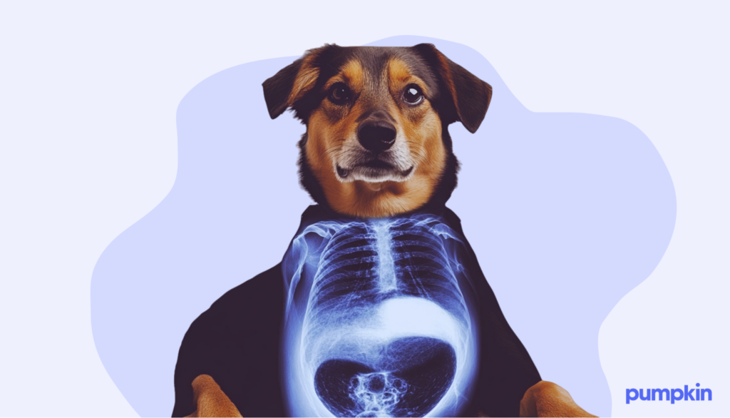 A dog getting an X-ray