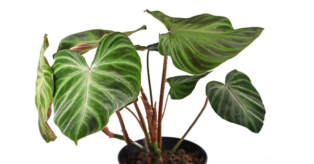 a philodendrons house plant