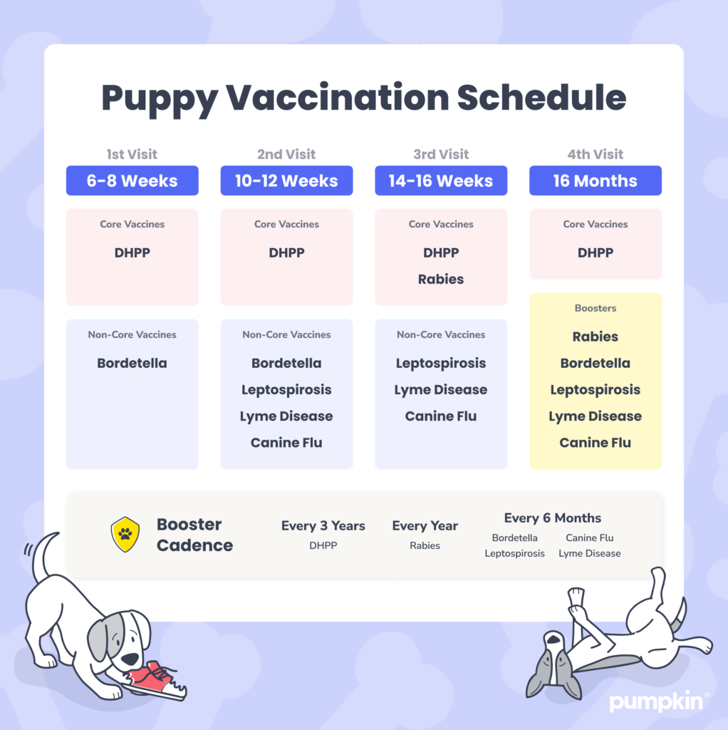 infographic with table showing puppy vaccination schedule by age